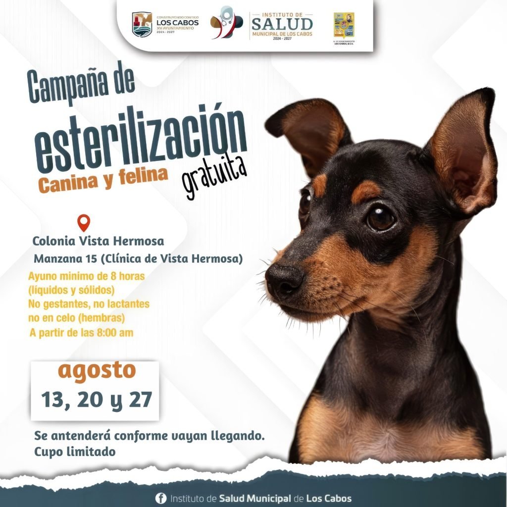Anuncian campaña de esterilización gratuita para perros y gatos en San José del Cabo