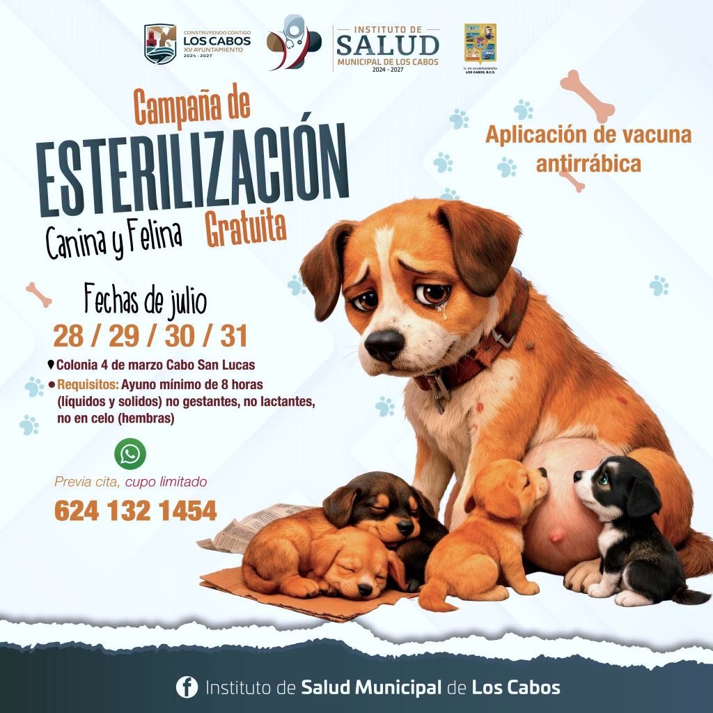 Anuncian campaña gratuita de esterilización canina y felina en Cabo San Lucas