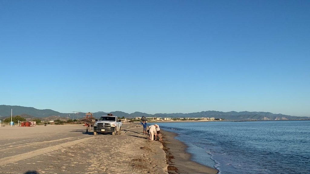 Atiende ZOFEMAT Los Cabos playas de La Ribera tras lluvias; refuerza limpieza de franja costera