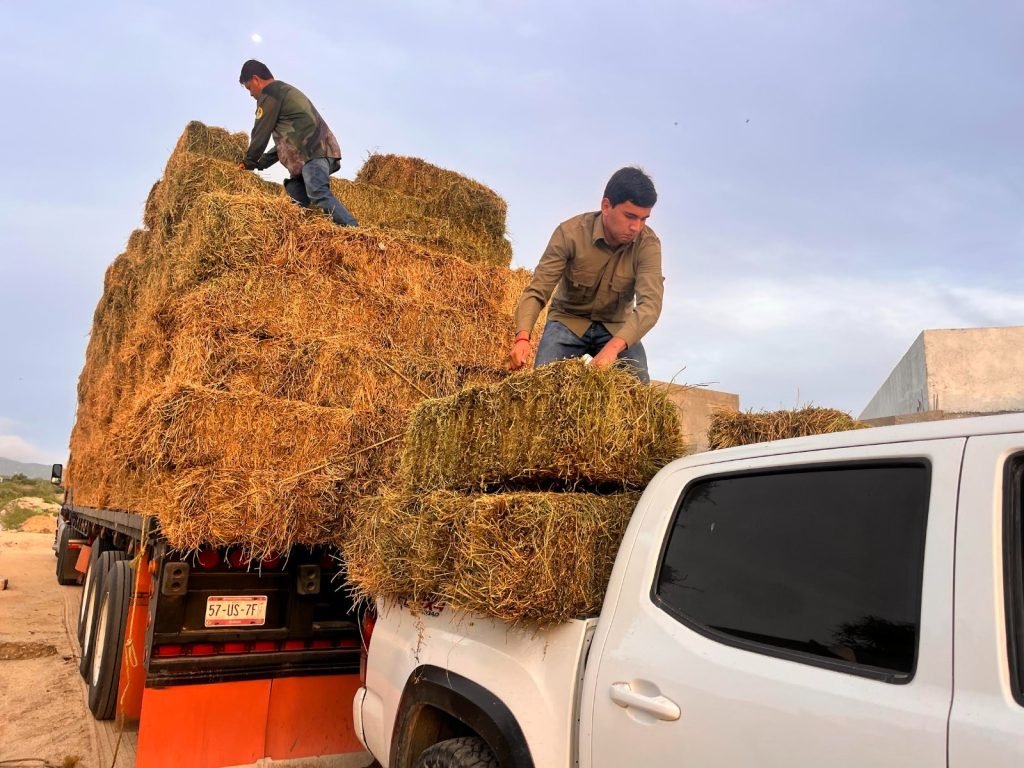 Beneficia Gobierno de Los Cabos a más de 1,850 productores ganaderos con alfalfa a bajo costo