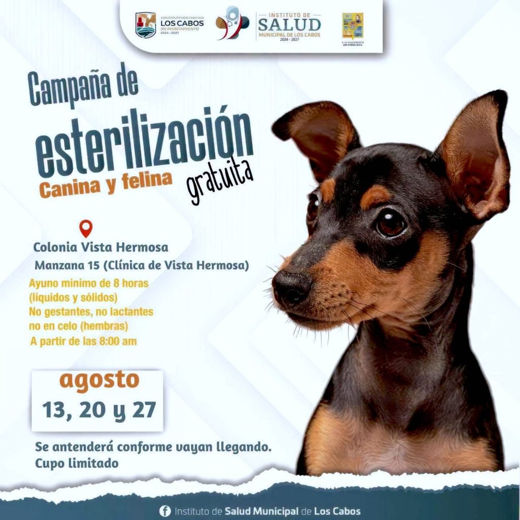 Continúan esterilizaciones gratuitas para perros y gatos en colonia Vista Hermosa