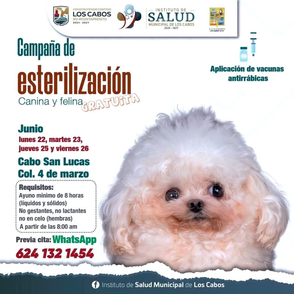 Instituto de Salud Municipal realiza jornada gratuita de esterilización canina y felina en Cabo San Lucas