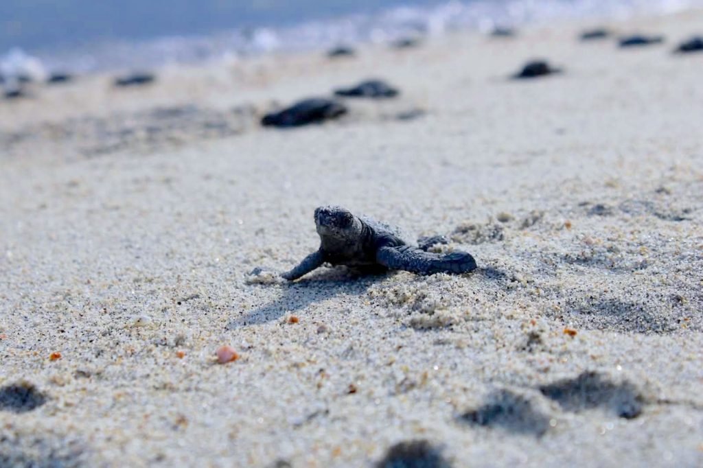 Llaman a proteger a tortugas marinas ante aumento de arribos en playas de Los Cabos