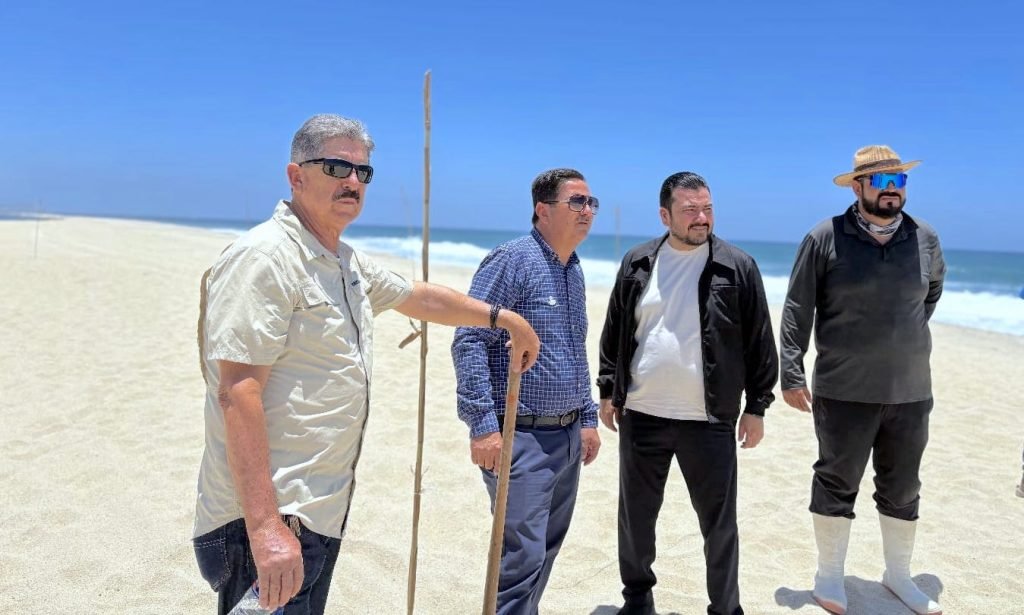 Refuerzan protección del gallito marino en playas de San José del Cabo; localizan nuevos nidos activos