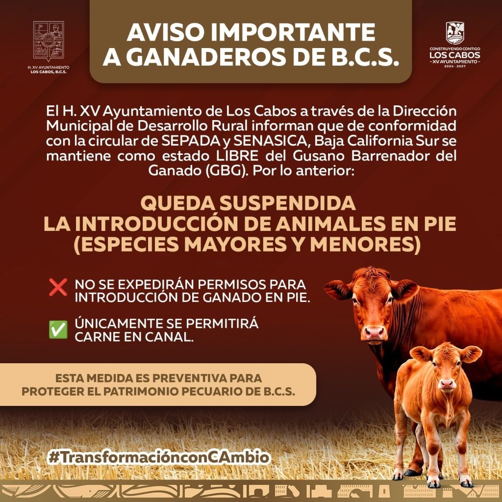 Suspenden ingreso de ganado en pie a Los Cabos para proteger estatus sanitario