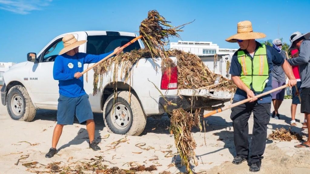 ZOFEMAT Los Cabos refuerza limpieza de playas con 120 elementos; superan 25 toneladas de lirio acuático retiradas